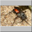 Evagetes gibbulus - Wegwespe w01a 8mm - OS-Wallenhorst-Sandgrube-det.jpg